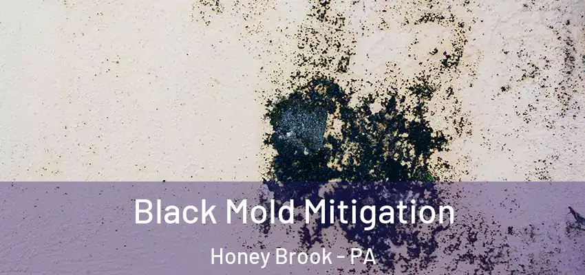 Black Mold Mitigation Honey Brook - PA