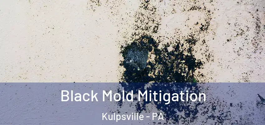  Black Mold Mitigation Kulpsville - PA