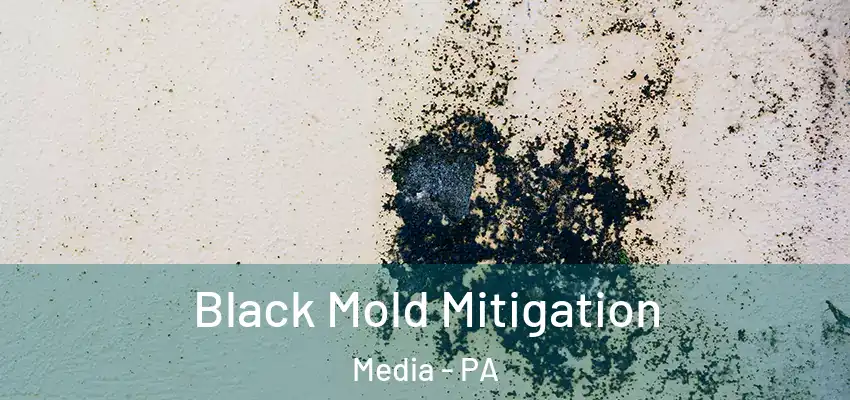 Black Mold Mitigation Media - PA