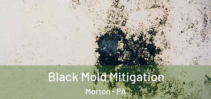 Black Mold Mitigation Morton - PA