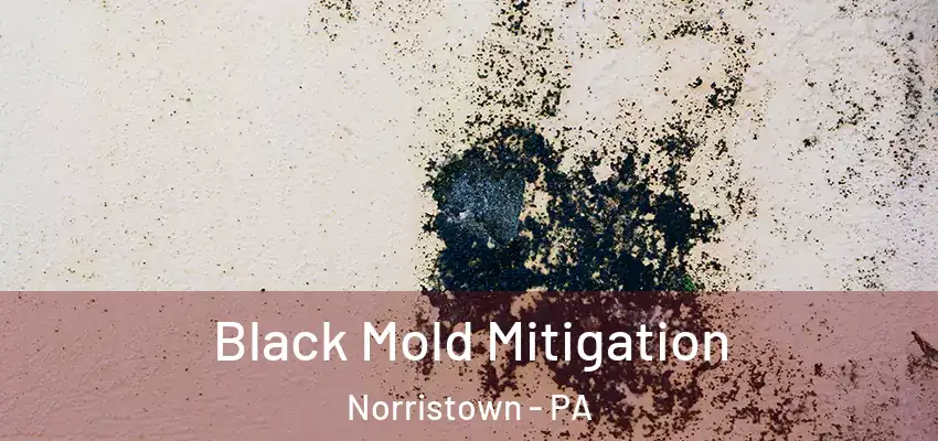 Black Mold Mitigation Norristown - PA