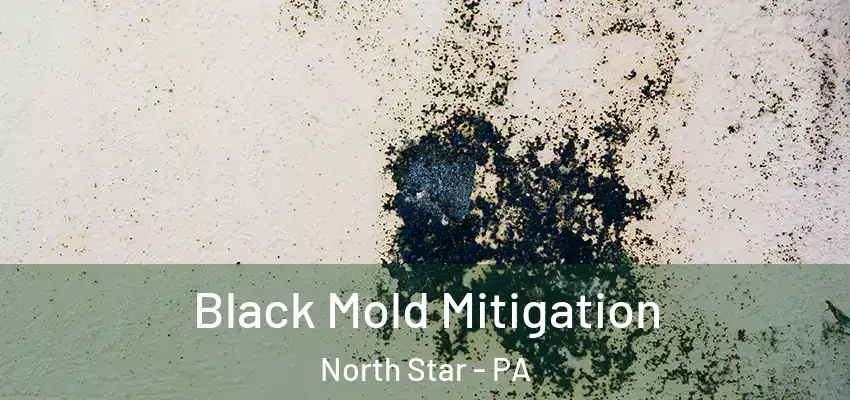 Black Mold Mitigation North Star - PA