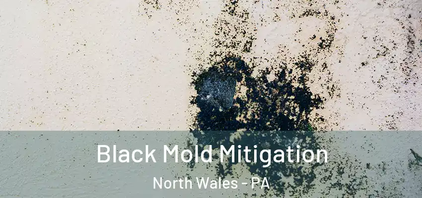 Black Mold Mitigation North Wales - PA