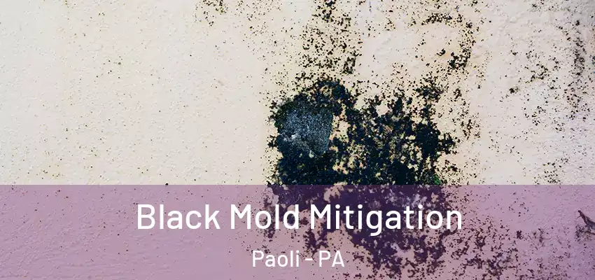 Black Mold Mitigation Paoli - PA