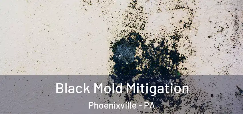  Black Mold Mitigation Phoenixville - PA