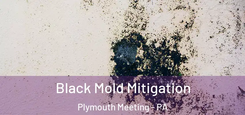 Black Mold Mitigation Plymouth Meeting - PA