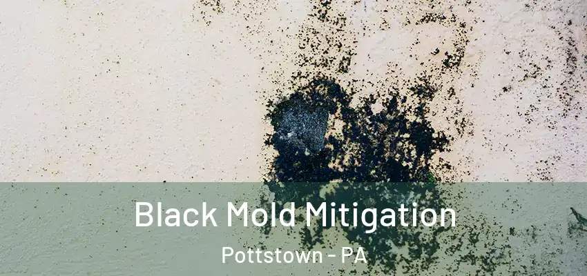 Black Mold Mitigation Pottstown - PA