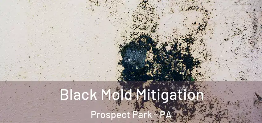  Black Mold Mitigation Prospect Park - PA