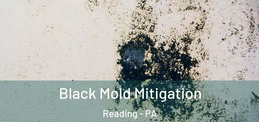 Black Mold Mitigation Reading - PA