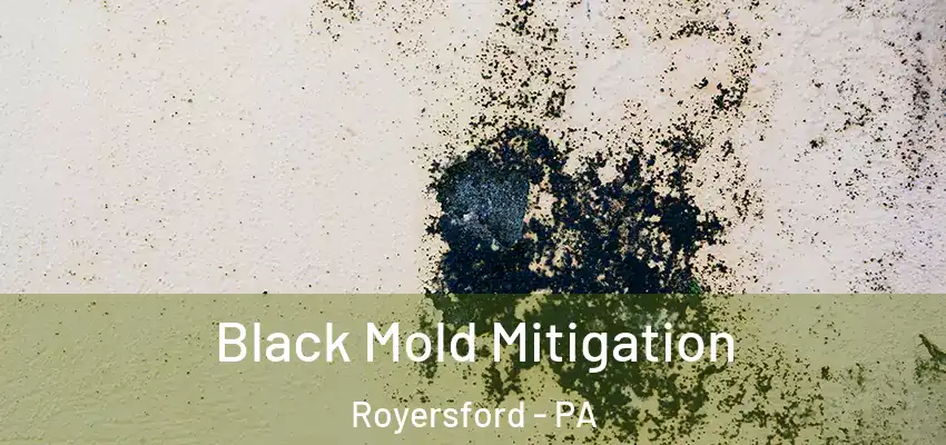 Black Mold Mitigation Royersford - PA