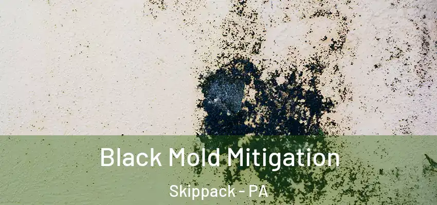  Black Mold Mitigation Skippack - PA