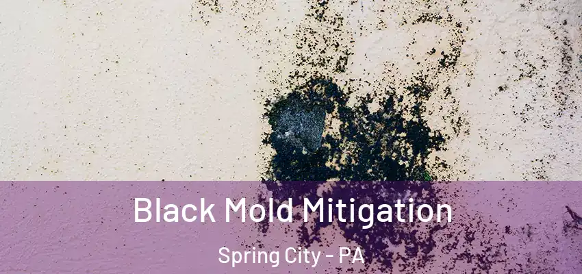 Black Mold Mitigation Spring City - PA