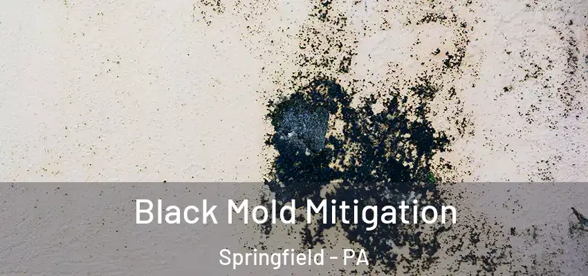 Black Mold Mitigation Springfield - PA