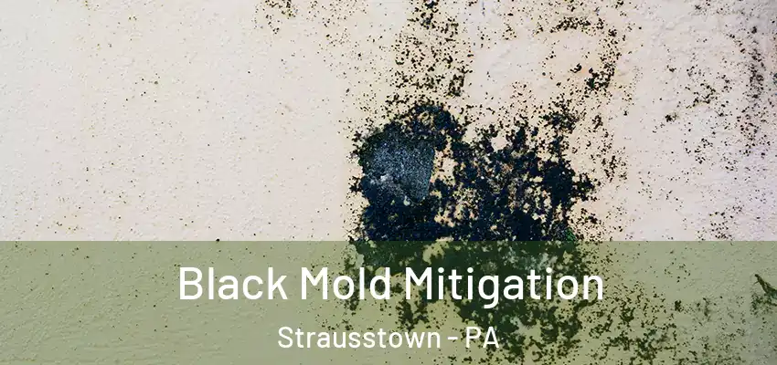  Black Mold Mitigation Strausstown - PA