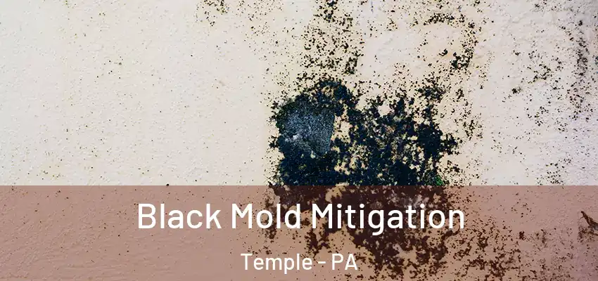 Black Mold Mitigation Temple - PA