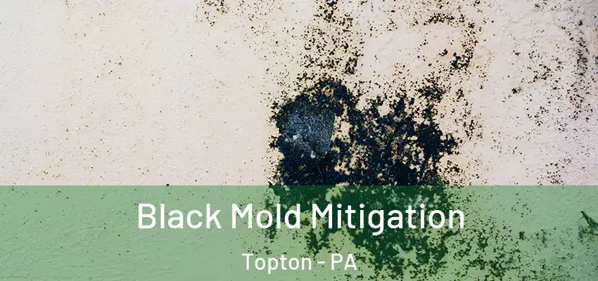 Black Mold Mitigation Topton - PA