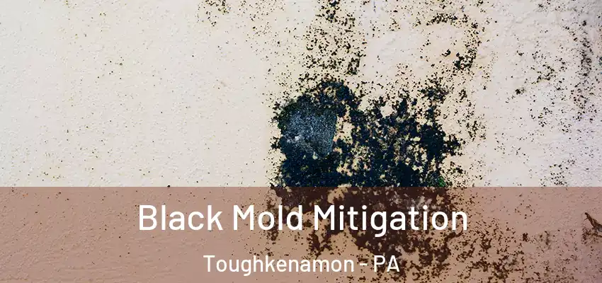  Black Mold Mitigation Toughkenamon - PA