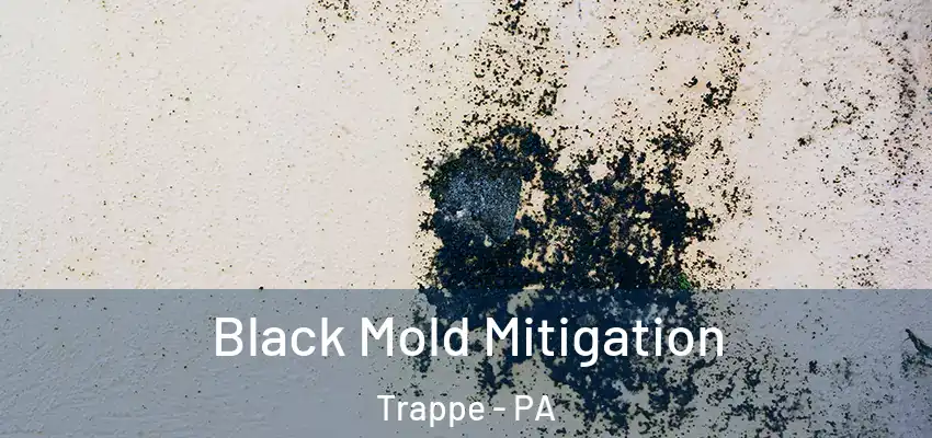 Black Mold Mitigation Trappe - PA