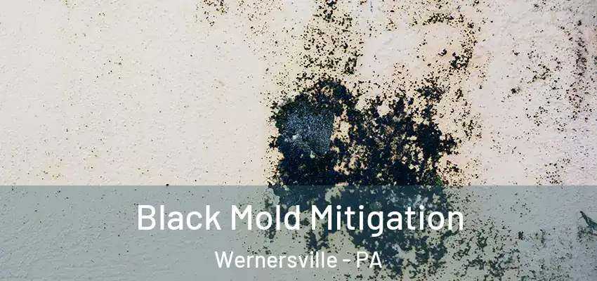  Black Mold Mitigation Wernersville - PA
