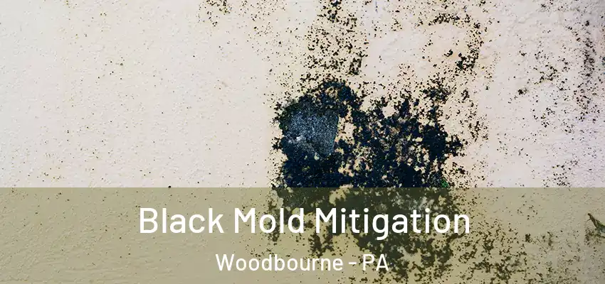 Black Mold Mitigation Woodbourne - PA