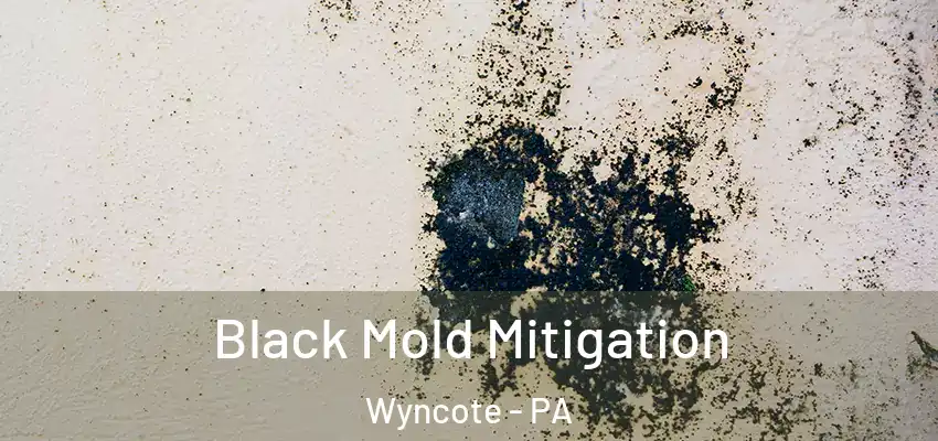 Black Mold Mitigation Wyncote - PA
