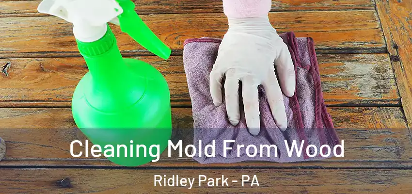 Cleaning Mold From Wood Ridley Park - PA