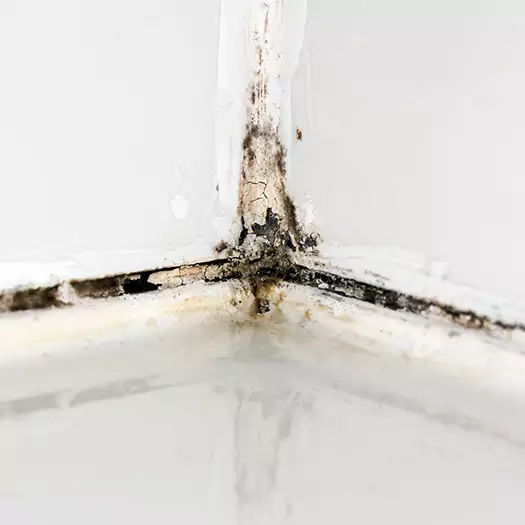 Trusted Black Mold in Shower Experts in Seaford, DE