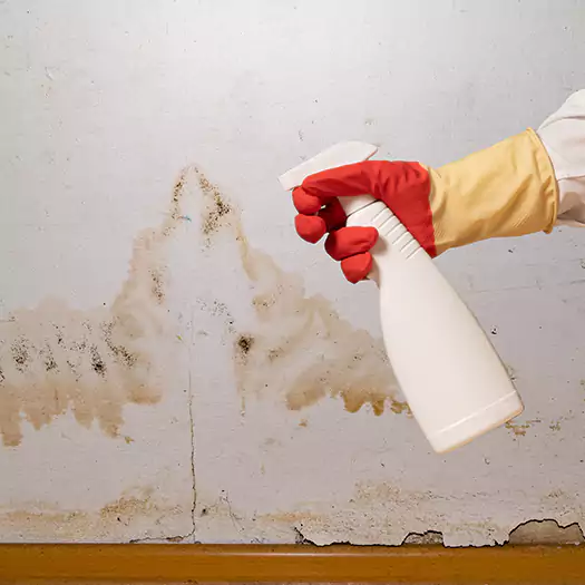 Trusted Black Mold Mitigation Specialists in Seaford, DE