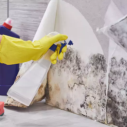 Reliable Mold Abatement Specialists in Seaford, DE