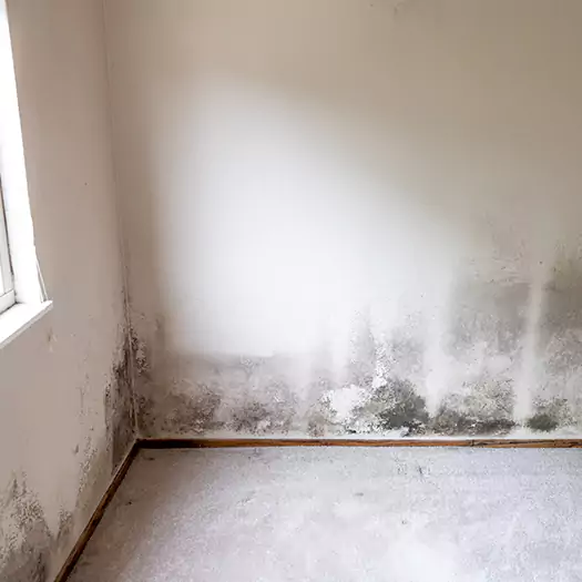 Trusted Mold Cleanup Specialists in Seaford, DE