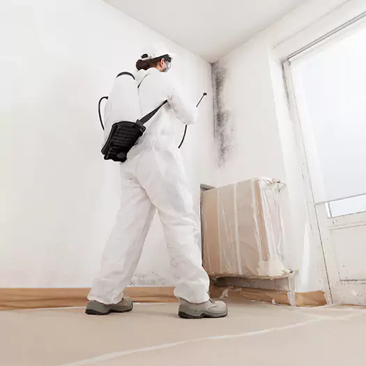Trusted Mold Damage Experts in Seaford, DE
