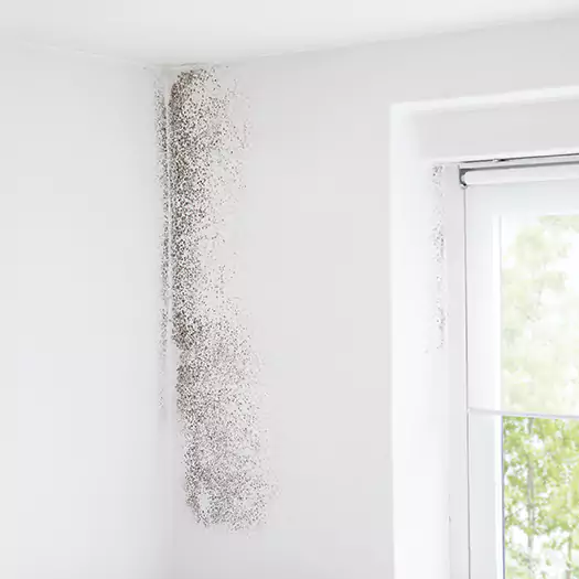 Trusted Mold Eradication Professionals Serving in Seaford, DE