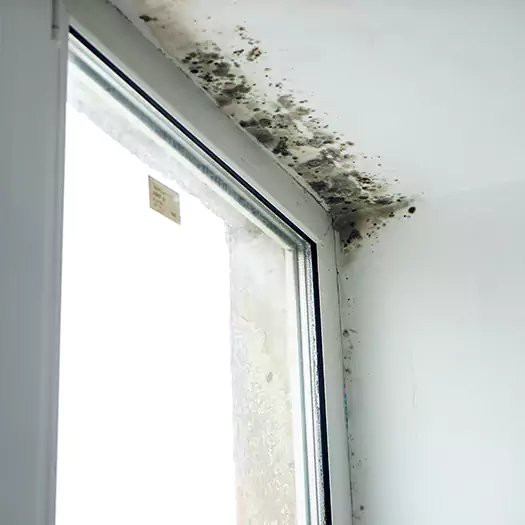 Experienced Mold Mitigation Specialists in Seaford, DE