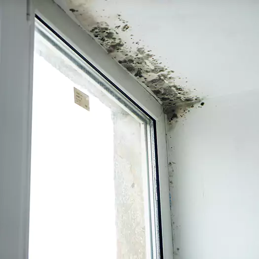 Trusted Mold on Bathroom Ceiling Experts in Seaford, DE