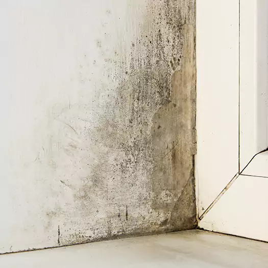 Skilled Mold on Drywall Experts in Seaford, DE