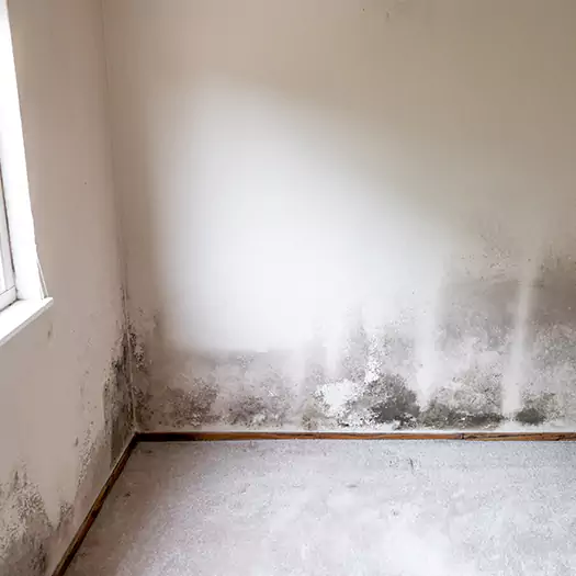 Trusted Mold on the Wall Experts in Seaford, DE