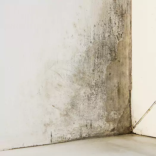 #1 Mold Remediation and Removal Experts in Seaford, DE