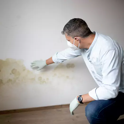 Trusted Mold Remediation and Removal Experts in Seaford, DE