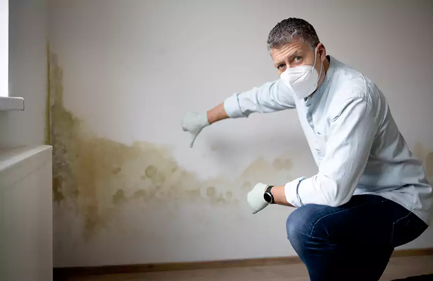 Mold Removal in Seaford, DE