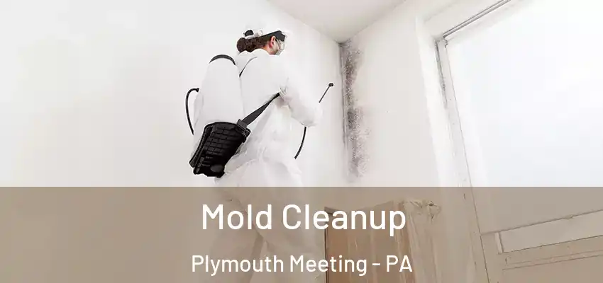 Mold Cleanup Plymouth Meeting - PA