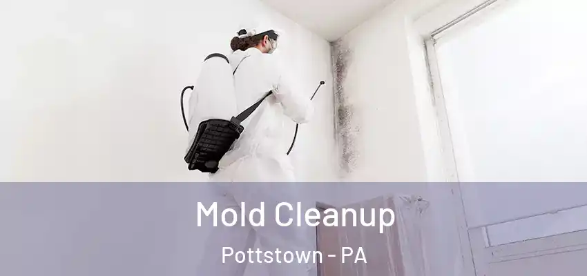 Mold Cleanup Pottstown - PA