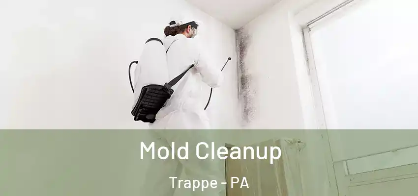 Mold Cleanup Trappe - PA