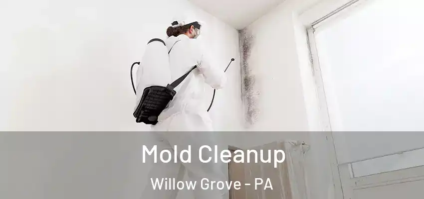  Mold Cleanup Willow Grove - PA
