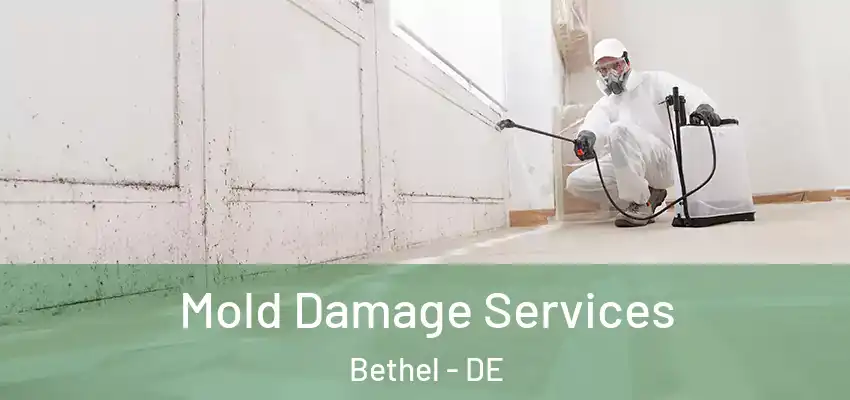  Mold Damage Services Bethel - DE