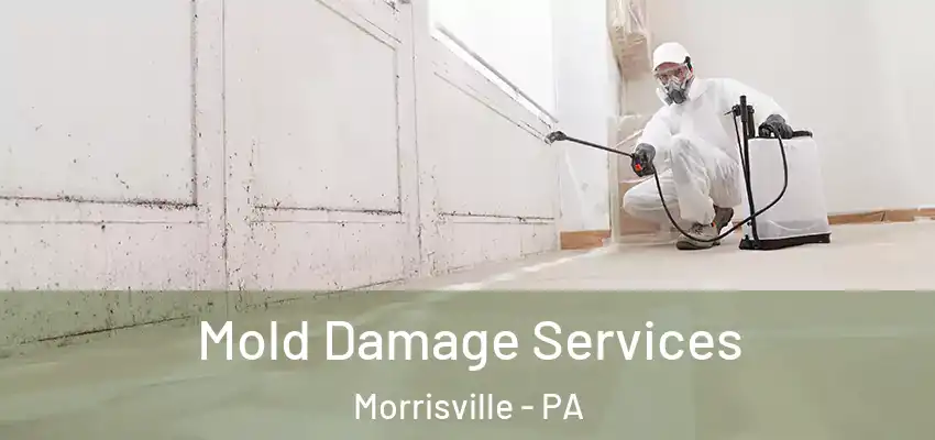  Mold Damage Services Morrisville - PA