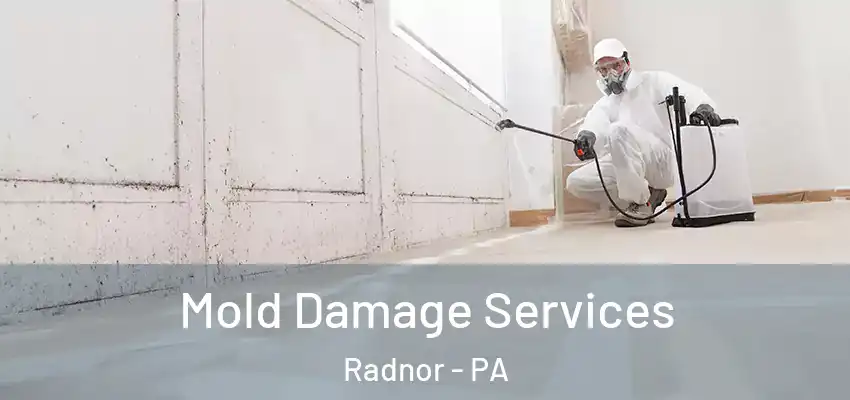  Mold Damage Services Radnor - PA