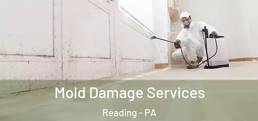 Mold Damage Services Reading - PA