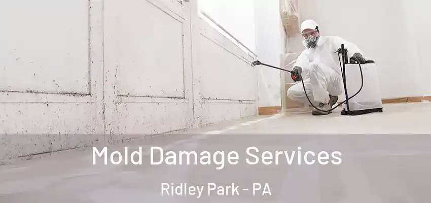  Mold Damage Services Ridley Park - PA
