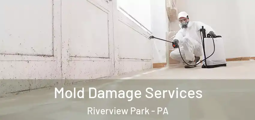  Mold Damage Services Riverview Park - PA