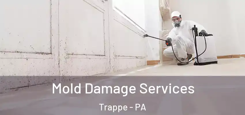  Mold Damage Services Trappe - PA